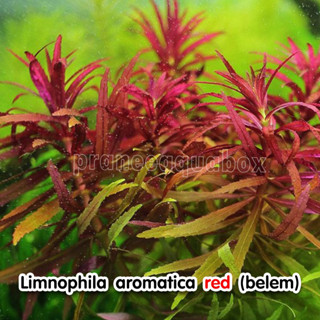 Limnophila aromatica red belem พร้อมปลูก ต้นไม้น้ำ ต้นไม้น้ำตกแต่งตู้ปลา ไม้น้ำตกแต่งตู้ปลา