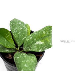 Hoya mitrata  splash