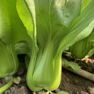 เมล็ดพันธุ์ กวางตุ้งฮ่องเต้ ผักกวางตุ้งพันธุ์ฮ่องเต้ 800+เมล็ด [10 แถม 2]