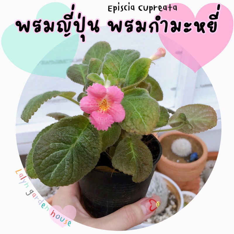 พรมญี่ปุ่น (พรมกำมะหยี่) สีดอกสีชมพู ดอกน่ารักก ไม้ชื้นเน้นแดดรำไรนะคะ