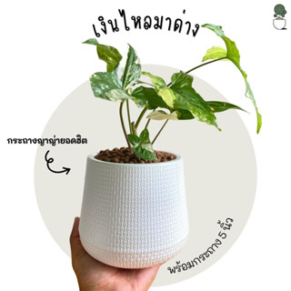 ต้นเงินไหลมาด่างขาว (Syngonium podophyllum) พร้อมกระถาง 5 นิ้ว เงินไหลมาพร้อมกระถางมินิมอล ส่งพร้อมกระถาง ไม่ต้องปลูกใหม