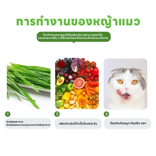 yoyopet : หญ้าแมว ชุดปลูกข้าวสาลี ชุดหญ้าออร์แกนิคพร้อมปลูก วิตามินแมว สำหรับหมา,แมว,หนู,กระต่ายฯลฯ