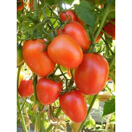 ต้นกล้ามะเขือเทศลูกท้อ  พร้อมปลูก กล้าละ 10 บาท ซื้อ 10แถม 2กล้า