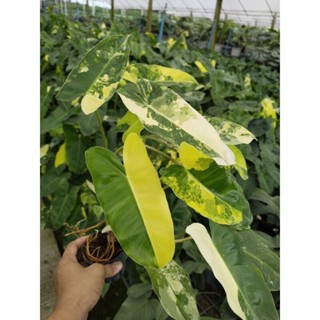 เบอร์เบิ้ลมาร์ค ฟิโลเดนดรอน เบอร์เบิ้ล มาร์ค ด่าง Philodendron Burle Marx Variegated