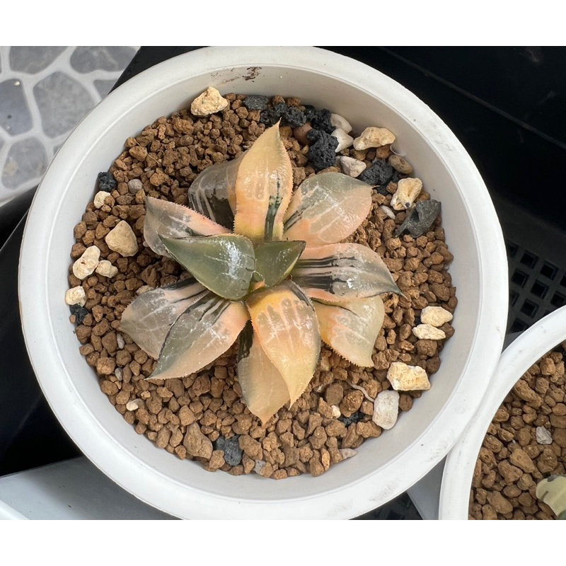 haworthia comptoniana variegated