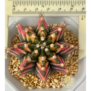 ยิมโนด่าง ไม้เมล็ด(Gymnocalycium variegated)6