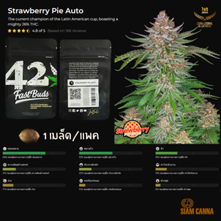 เมล็ดกัญชา Strawberry Pie Auto - Fastbuds Pack : 1 seed พร้อมแพ็คเกจค่าย เมล็ดกัญชาออโต้