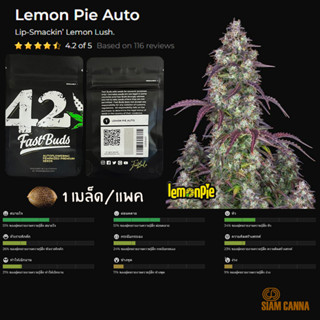 เมล็ดกัญชา Lemon Pie Auto - Fastbuds Pack : 1 seed พร้อมแพ็คเกจค่าย เมล็ดกัญชาออโต้