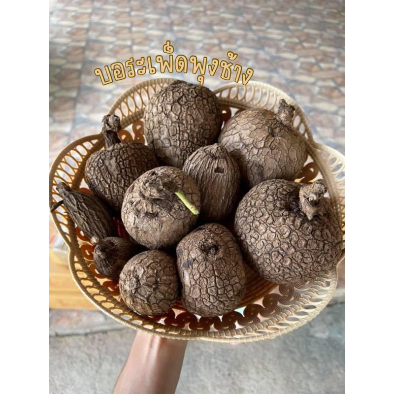 บอระเพ็ดพุงช้าง ไม้โขดลายสวยราคาส่ง ไซส์เล็ก-กลาง