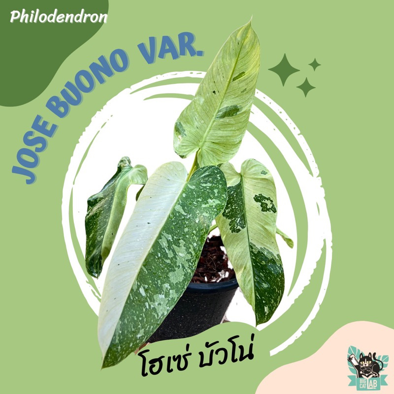 Philodendron Jose buono var. โฮเซ่ บัวโน่ ด่าง เลือกต้นได้