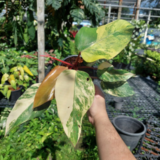 Philodendron Strawberry Shake ( Red Emerald Variegated ) ฟิโลเดนดรอน สตอเบอรี่เชค