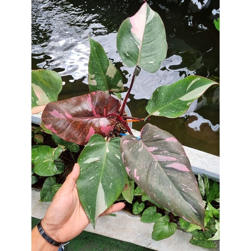 philodendron pink princess marble king