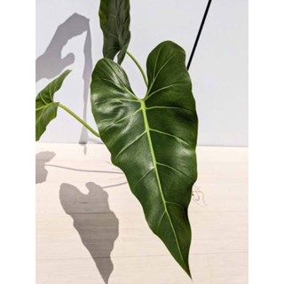 philodendron maximum 🌿 ฟิโล แม็กซิมัม ใหญ่ยาว ซะใจ