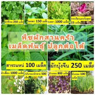 พืชผักสวนครัว สวนแทนใจ ไร่ดอกเหงื่อ เมล็ดพันธุ์ ปลูกต่อได้