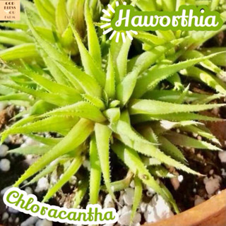 [ฮาโวเทียโคลราคันทา] Haworthia Chloracantha ส่งพร้อมกระถาง แคคตัส Cactus Succulent Haworthia Euphorbia ไม้หายาก