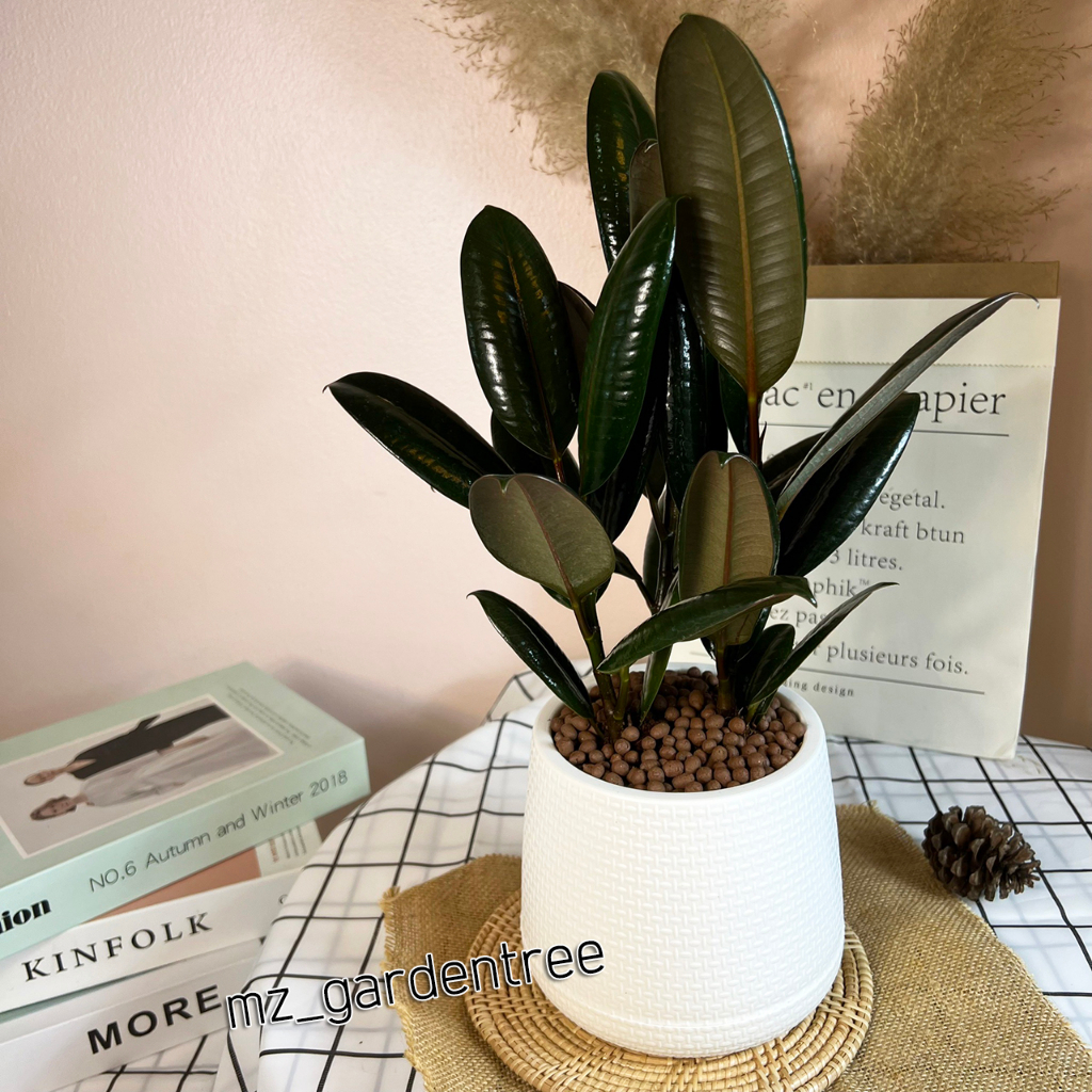 [[ต้นไม้จริง]] 🌿ไม้มงคล ยางอินเดียดำ**ต้นไม้คัดฟอร์มสวยทุกต้น** - รูปที่ 3