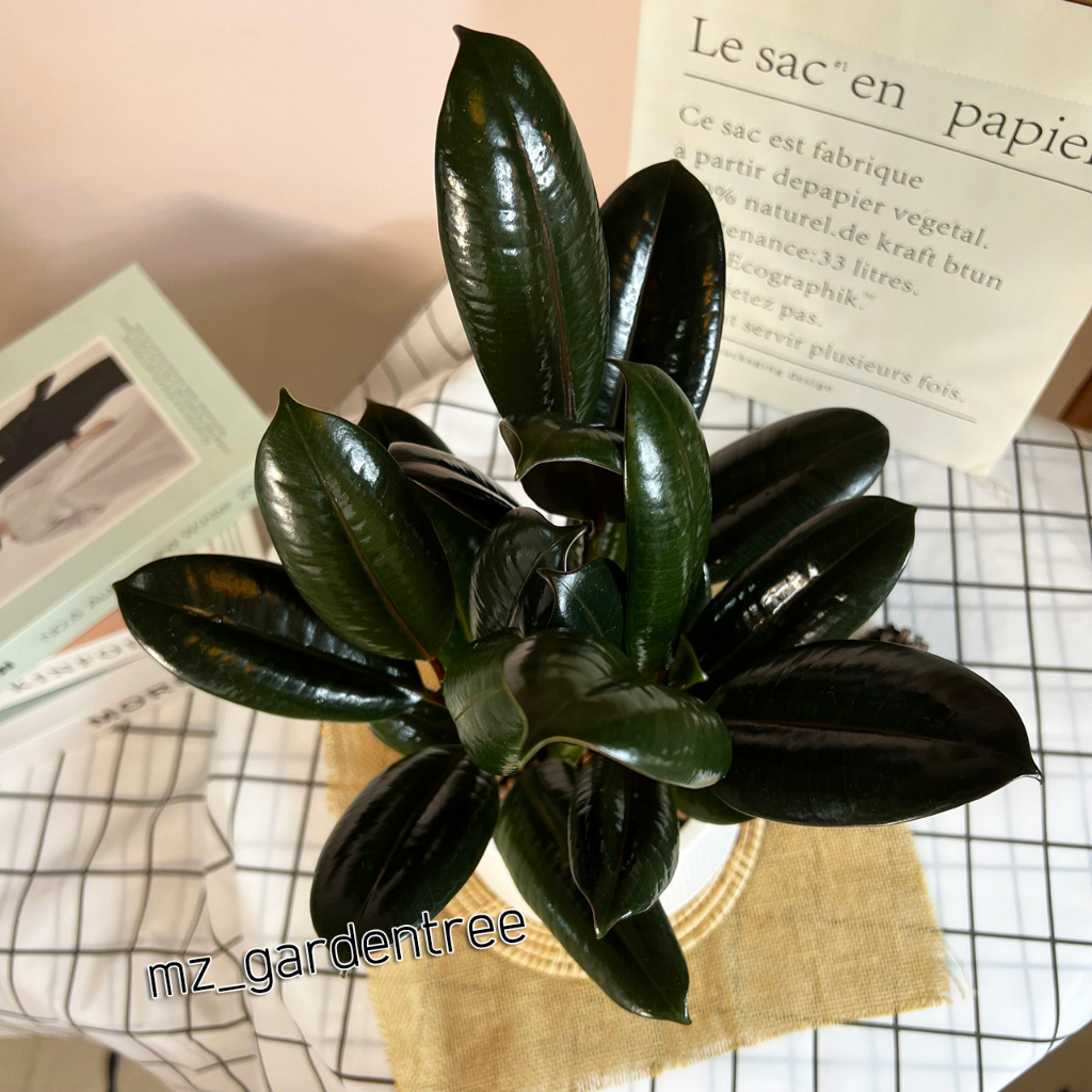 [[ต้นไม้จริง]] 🌿ไม้มงคล ยางอินเดียดำ**ต้นไม้คัดฟอร์มสวยทุกต้น** - รูปที่ 2