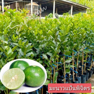 ต้นพันธุ์มะนาวแป้นพิจิตร