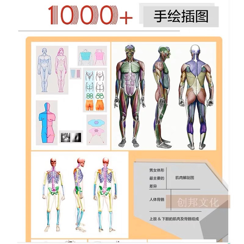 ANATOMY FOR SCULPTORS โครงสร้างร่างกายมนุษย์ กล้ามเนื้อ กายวิภาคศาสตร์ หนังสือสอนวาดรูป วาดภาพคน ศิลปะ - รูปที่ 5