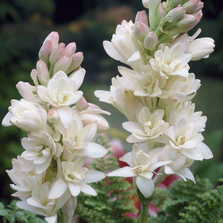 ซ่อนกลิ่นฮอลแลนด์ Polianthes ดอกหอมปลูกแดดจัด