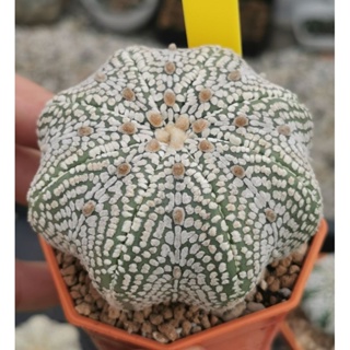 แอสโตร​ไฟตั้ม super  สวย #แคสตัส castus​ astrophytum แอสโตร แอสโตร​ไ​ฟตั้​ม แอสโตรไฟตัม กระบองเพชร แอสโตรวี super