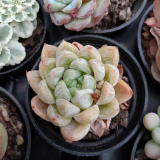 พร้อมส่ง กุหลาบหิน HYBRID ไม้อวบน้ำ ไฮบริด สายพันธุ์ใหม่ๆ กระถาง 5 cm succulent echeveria haworthia lithop Cactus