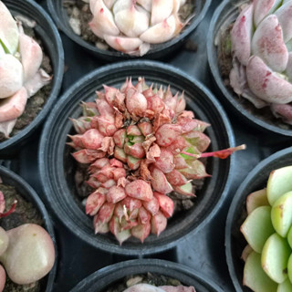 พร้อมส่ง กุหลาบหิน HYBRID ไม้อวบน้ำ ไฮบริด สายพันธุ์ใหม่ๆ กระถาง 5 cm succulent echeveria haworthia lithop Cactus