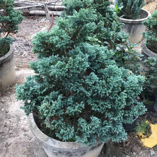 สนหิมะ (himalayan blue)❄ ทรงพุ่มสวย ใบหนาสีฟ้าเป็นเอกลักษณ์