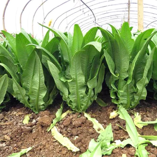 เมล็ดพันธุ์ โหยวม่ายจีน ผักโหยวม่ายจีน (Lactuca sativa var longifoliaf. Lam)พันธุ์ดาวเรือง ผักกาดหอม[10 แถม 2 คละได้ ]