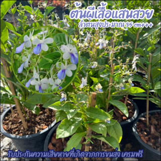 ต้นผีเสื้อแสนสวยหรือ"Blue betterfly สูง 35-40 เซ็นติเมตร ดอกไม้กินได้ ออกดอกตลอดปี ส่งติดดอกทุกกระถาง