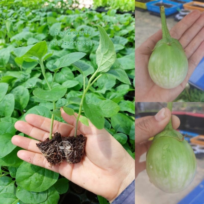 ต้นกล้ามะเขือเปราะเจ้าพระยา🌱••พร้อมส่งไม่พรีออเดอร์