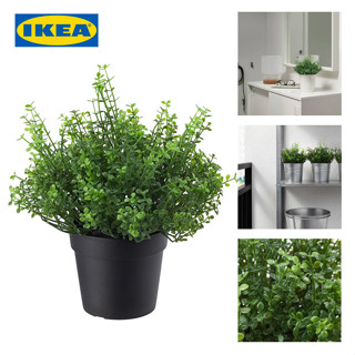 IKEA พร้อมส่ง ต้มไม้ปลอม FEJKA เฟคก้า ไม้ประดิษฐ์ในกระถาง, ใน/นอกอาคาร ต้นเบบี้เทียร์ส, 9 ซม.