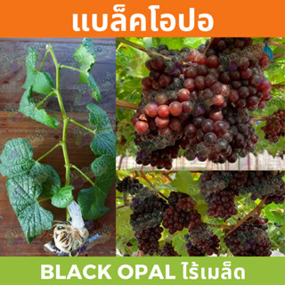 กิ่งพันธุ์องุ่น “แบล็คโอปอ” ไร้เมล็ด