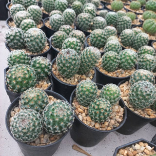 Mammillaria huitzilopochtli แมมฮุย ไม้เมล็ด กระถาง 3 ต้น ขนาดกระถาง 2.5 นิ้ว  🚚ส่งทั้งกระถาง