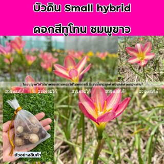 🌷หัวบัวดิน small hybrid ดอกเล็กสีทูโทน