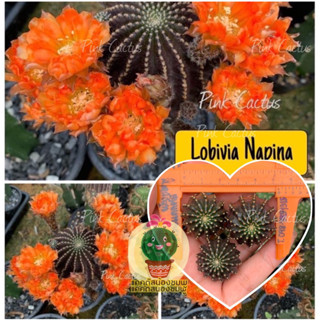 หน่อเด็ดสด 3 หน่อ 20 บาท แคคตัส/กระบองเพชร Cactus โลบิเวีย Lobivia napina