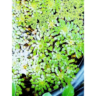 💛กระจับญี่ปุ่น💛ดาวกระจาย💛ออกดอกสวยน่ารัก*ให้น้องปลาวางไข่ ไม้น้ำ 4แถม1💛💕