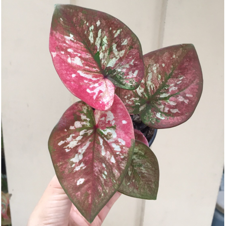 บอนสี ศิลาหุ้มทอง ด่าง กระถาง4นิ้ว