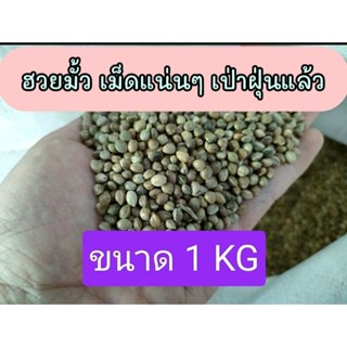ฮวยมั้ว สะอาดเม็ดแน่นๆ  เกรดA  ราคาส่ง เป่าฝุ่นเรียบร้อย