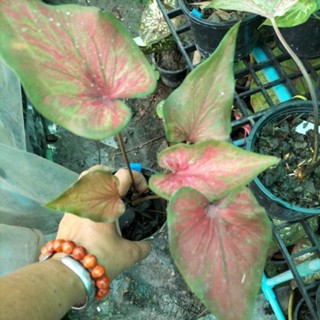 บอนสีพญาหงส์caladium