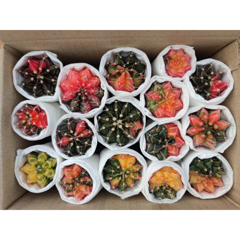 ยิมโนด่างไม้เมล็ดส่งล้างราก 15 ต้น ปลูกในกระถาง2นิ้ว - รูปที่ 2