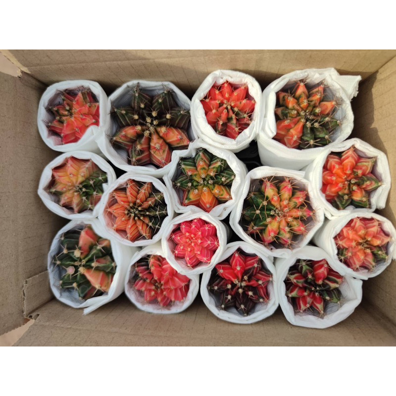 ยิมโนด่างไม้เมล็ดส่งล้างราก 15 ต้น ปลูกในกระถาง2นิ้ว - รูปที่ 3