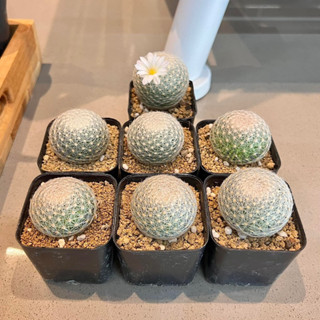 เลนต้า Mammillaria Lenta ไม้เมล็ด💯 3.5-4.1 cm แคคตัส Craft Cactus🌵🌸 (ส่งถอดกระถาง)