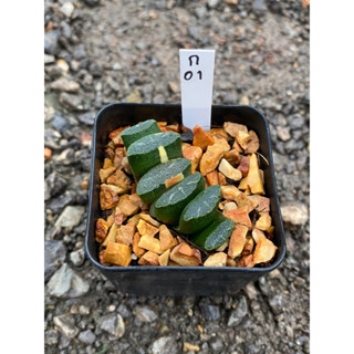 truncata shirayayukifuji’(ทรังคาต้า ติดด่าง)  รหัส ก.01-ก.10