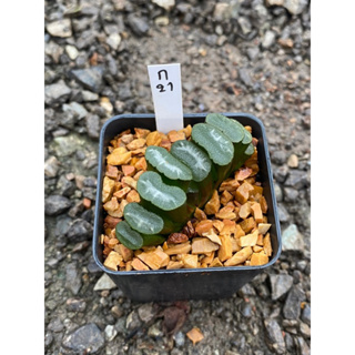 truncata shirayayukifuji’(ทรังคาต้า ติดด่าง)  รหัส ก.021-ก.30