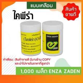 เมล็ดพันธุ์ผักสลัดกรีนปัตตาเวีย ไคพีร่า (Green Batavia Caipira) ชนิดเคลือบ 1000 เมล็ด ยี่ห้อ Enza Zaden จากประเทศเนเธอร์