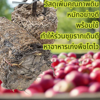 แกลบเก่า (old rice husk)หมักไนโตรเจนสูง ใช้ผสมดินเพาะปลูก เพิ่มคุณภาพดิน