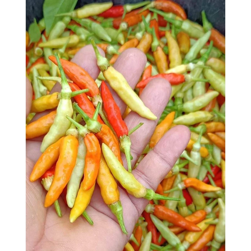🌱เมล็ดพริกกะเหรี่ยง 30 เมล็ด (5แถม1คละได้)