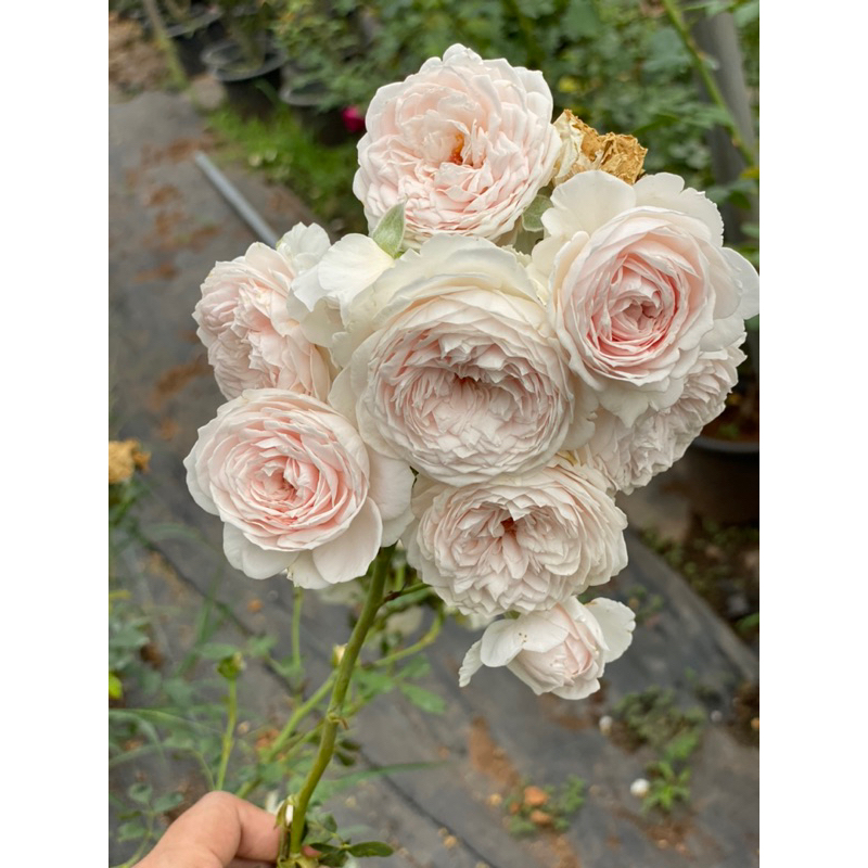 Herzogin Christiana rose ได้รับการรีวิวดีมากทั้งดอกหอมเลี้ยงง่ายพร้อมส่งต้นใหญ่มาก กระถาง12นิ้วเกรดต้น2ปี #รากแน่นโตไว