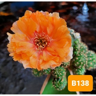 🌵หน่อเด็ดสดโลบิเสีย B138สำหรับกราฟสำหรับชำ